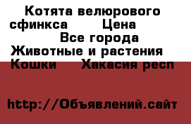 Котята велюрового сфинкса. .. › Цена ­ 15 000 - Все города Животные и растения » Кошки   . Хакасия респ.